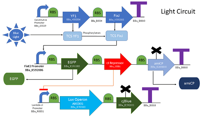 This image illustrates a genetic light-activated circuit where blue light induces a series of molecular interactions leading to the expression of specific genes, including those for EGFP, amiCP, and the Lux operon, through a phosphorylation cascade and transcriptional regulation. (Captioned by AI)