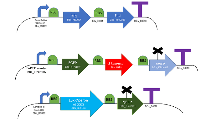 This image depicts three genetic regulatory circuits with various promoters, ribosomal binding sites (RBS), genes, and terminators used in synthetic biology. (Captioned by AI)
