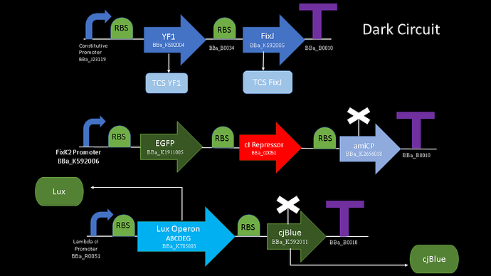 The diagram illustrates a genetic circuit named "Dark Circuit," detailing the interactions of various promoters, ribosomes binding sites, regulatory genes, and reporter genes to control expression and repress fluorescence output under certain conditions. (Captioned by AI)