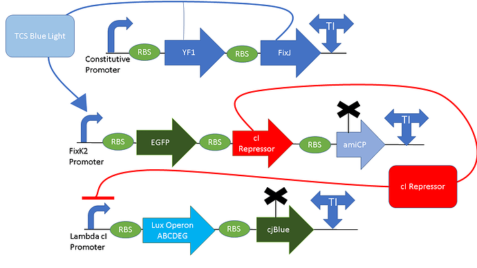 The image depicts a gene expression regulatory network involving blue light-induced activation, a repressible loop, and the coordinated expression of multiple genes, including YF1, FixJ, EGFP, amiCP, Lux Operon ABCDEG, and CJBlue through various promoters and ribosome binding sites (RBS). (Captioned by AI)